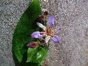 Tricyrtis adbanii